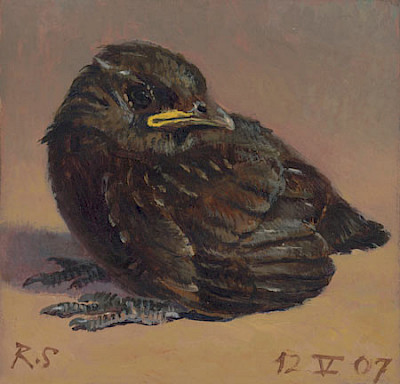 blackbird chick
